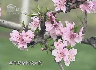 常州版“三生三世桃花源”  周六相約圩墩公園 武進新聞