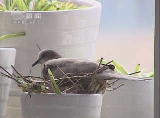 經(jīng)開區(qū):斑鳩家中筑巢  主人暖心呵護 武進新聞