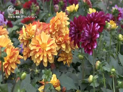 武進新聞